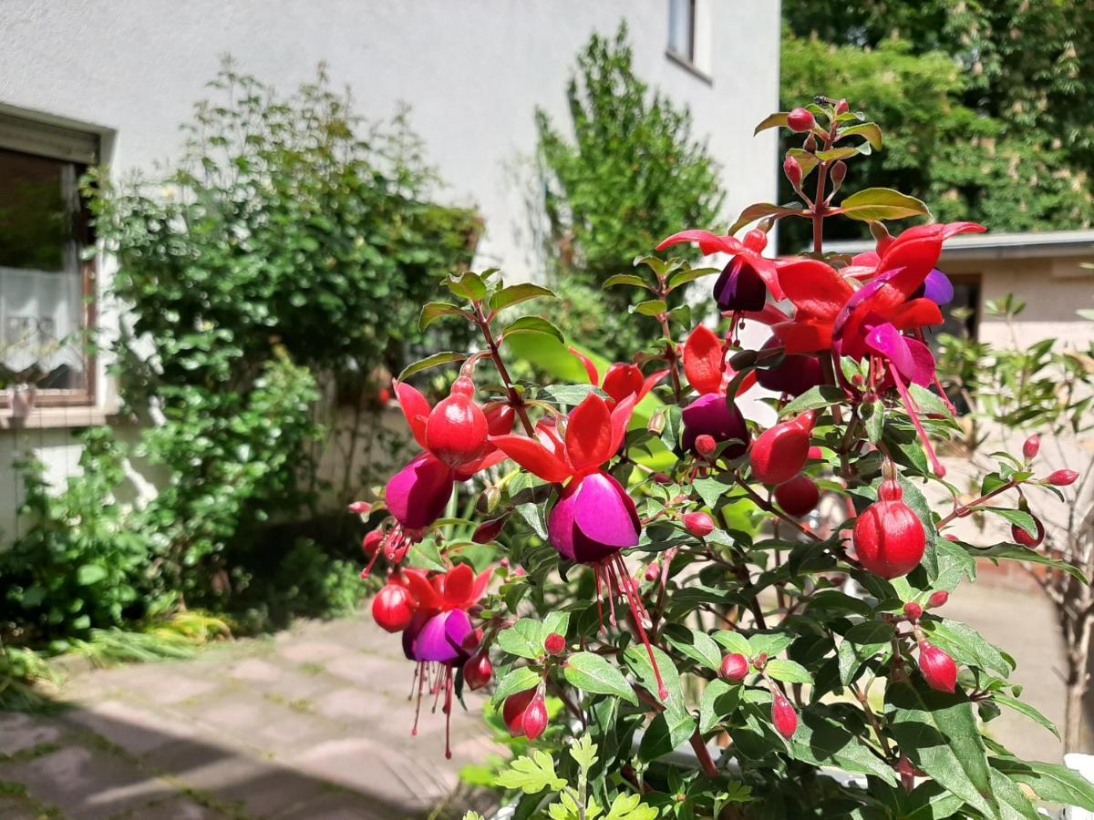 Fewo Rosenbluete Am Stadtpark Wittenberg المظهر الخارجي الصورة